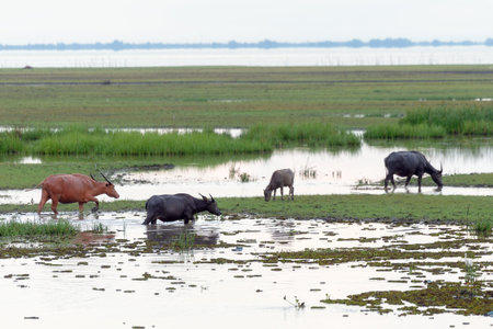 Herd of buffalo in the water basin, Thailandの写真素材