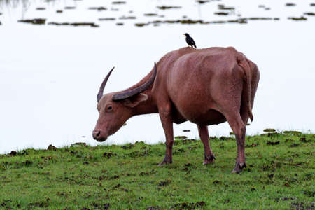 Herd of buffalo in the water basin, Thailandの写真素材