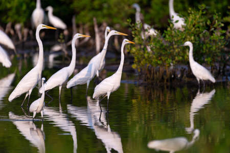 Egret foraging in the mangrove forestの写真素材