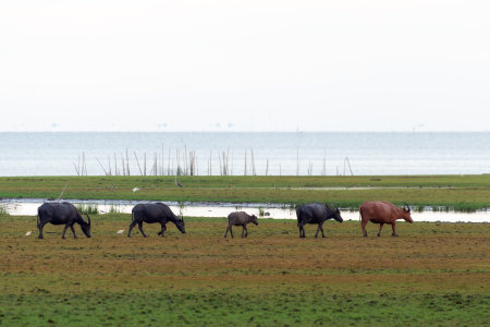 Herd of buffalo in the water basin, Thailandの写真素材