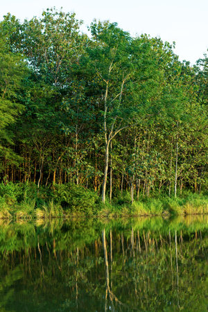 Riverside forest in the forest of Thailand
