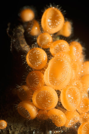Macro photo. Mushrooms in the forest of Thailand.の写真素材