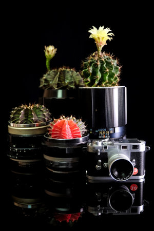 cactus pot made from old camera  lensesの写真素材