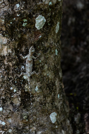 The chameleon changes its color like a tree.の写真素材