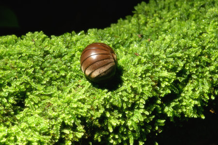 Macro-insects Glomerida in the rainforests of Thailandの写真素材