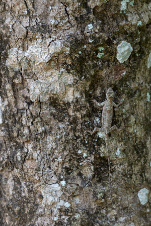 The chameleon changes its color like a tree.の写真素材