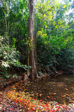 Riverside forest in the forest of Thailandの写真素材