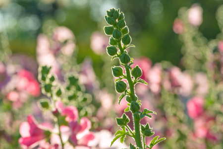 Hollyhock flowers in a park in Bangkok, Thailandの写真素材