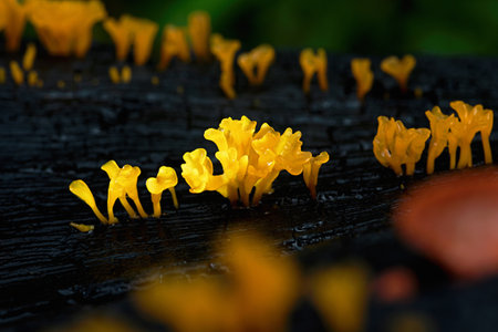 Macro photo. Mushrooms in the forest of Thailand.の写真素材