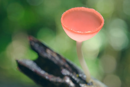 Macro photo. Mushrooms in the forest of Thailand.の写真素材
