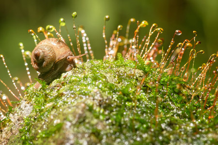 Snail on a moss tree in the rainforest, Thailandの写真素材