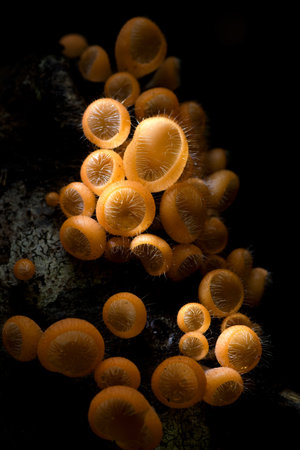 Macro photo. Mushrooms in the forest of Thailand.の写真素材