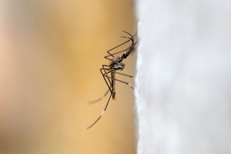 Closeup, a very large mosquito that clings to a tree.の写真素材