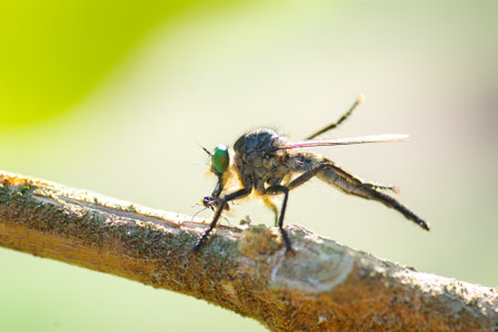 close up flies eating small insects in forrestの写真素材