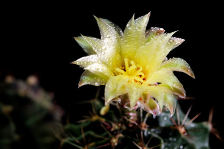 close up Cactus flower with drop of waterの写真素材