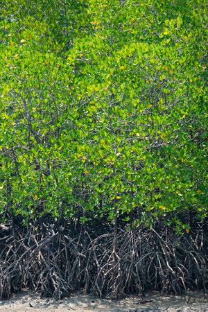 Riverside forest in the forest of Thailandの写真素材