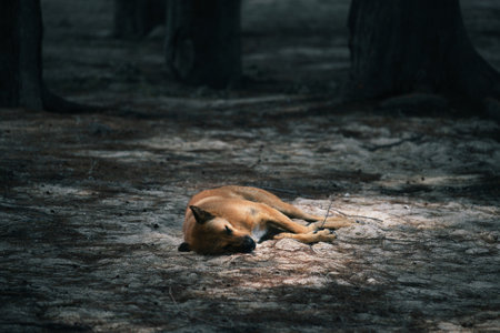 The dog is sleeping in the sandy beach, the seashore.の写真素材