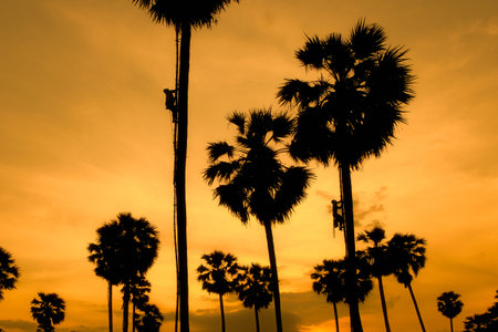gardener climbing palm tree to store produceの写真素材