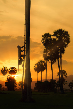 gardener climbing palm tree to store produceの写真素材