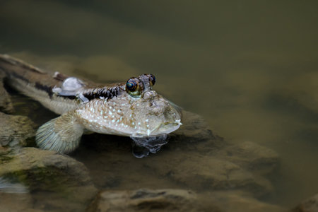Mudskipper fish in the sea Mangrove areaの写真素材