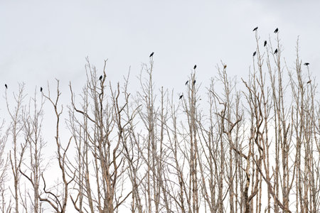 in forrest crow perched on a dry branch.の写真素材