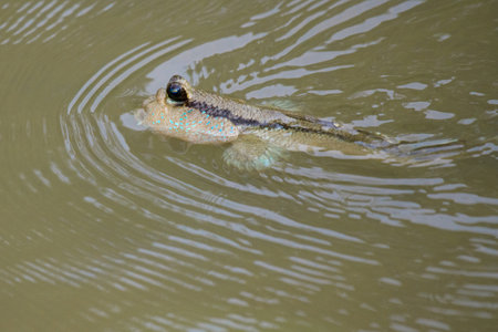 Mudskipper fish in the sea Mangrove areaの写真素材