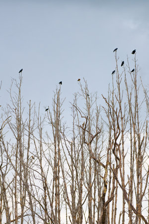 in forrest crow perched on a dry branch.の写真素材