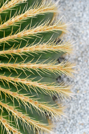 Cactus of various kinds, with both flowers and thornsの写真素材