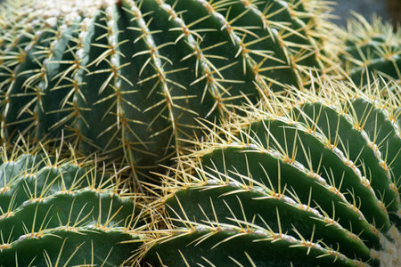 Cactus of various kinds, with both flowers and thornsの写真素材