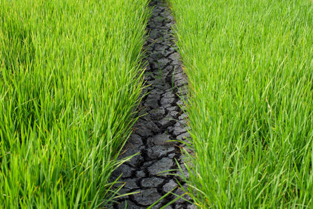 Farmers are farming in the green fields.の写真素材