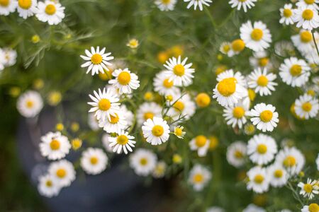 flower cutterの写真素材