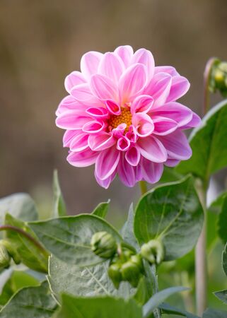 pink Dahliaの写真素材