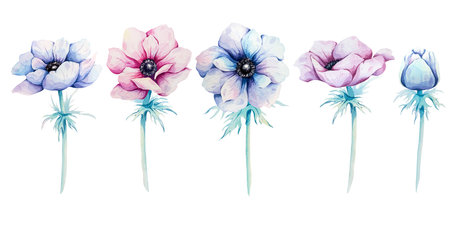 Set of watercolor anemones with stems. Botanical illustration. Airy blue and pink flowers for design. Hand drawn objects for design, printing on postcards, invitations, textile.の写真素材