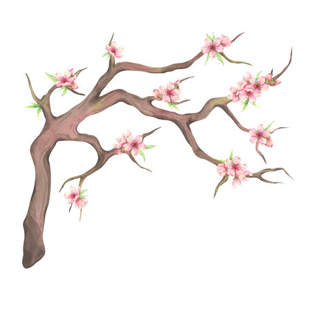 Watercolor flowering almond branch with tiny green leaves and pink flowers. Cherry blossom isolated on white background. Blooming Sakura branch for design. Hand drawn spring illustrationの写真素材