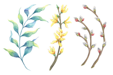 Set of watercolor spring branches. Willow, catkin, forsythia, eucalyptus. Colorful hand drawn botanical elements for spring design, easter compositions, invitation, textileの写真素材