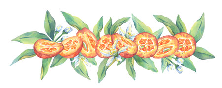 Halves of kumquat with green leaves and flowers. Botanical watercolor illustration. Juicy, fresh and ripe Kumquat for packaging design. Citrus composition for your designの写真素材