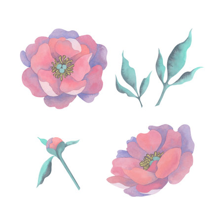 Hand-painted watercolor set featuring peony flowers, buds and lush green leaves. Delicate and vibrant, perfect for creating elegant designs, invitations, patterns or botanical-themed projectsの写真素材