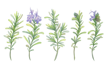 Blooming rosemary branches. Botanical watercolor illustration. Fresh green stems for packaging decoration of natural cosmetics, essential oils, herbal productsの写真素材
