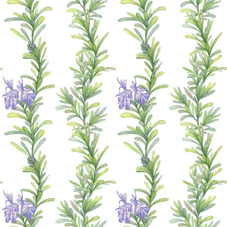 Seamless pattern of blooming rosemary branches. Watercolor botanical illustration. Fresh green stems suitable for decorating fabrics, kitchen design, packaging natural productsの写真素材