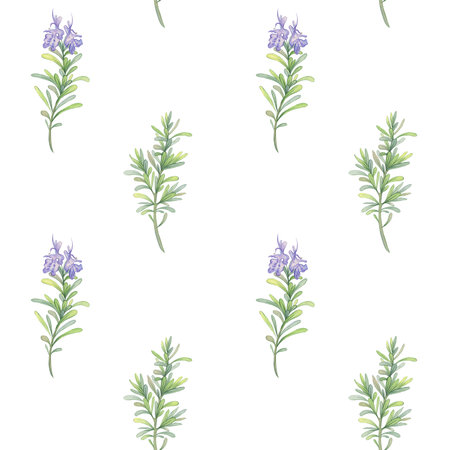 Sprigs of blooming rosemary. Simple watercolor pattern on white background. Hand drawn botanical illustration. Perfect for printing on fabric, wrapping paper, natural productsの写真素材