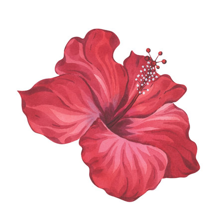 Red Hibiscus Flower Watercolor Botanical Stylized Illustrationの写真素材