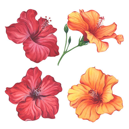 Red and Orange Hibiscus Flowers Watercolor Setの写真素材