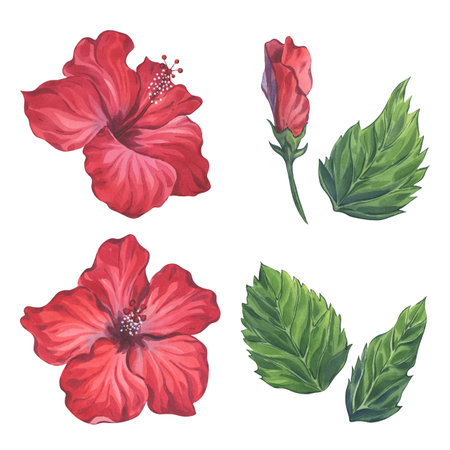 Red Hibiscus Flowers and Leaves Watercolor Setの写真素材