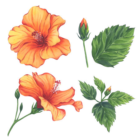 Orange Hibiscus Flowers and Leaves Watercolor Setの写真素材