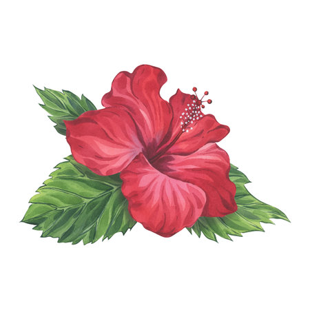 Watercolor red hibiscus flower with green leavesの写真素材