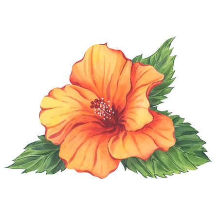 Watercolor orange hibiscus flower with green leavesの写真素材