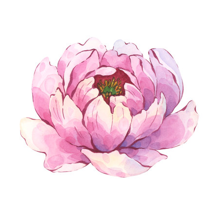 Pink peony flower watercolor hand-painted artの写真素材