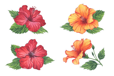 Watercolor set of red and orange hibiscus flower compositionsの写真素材