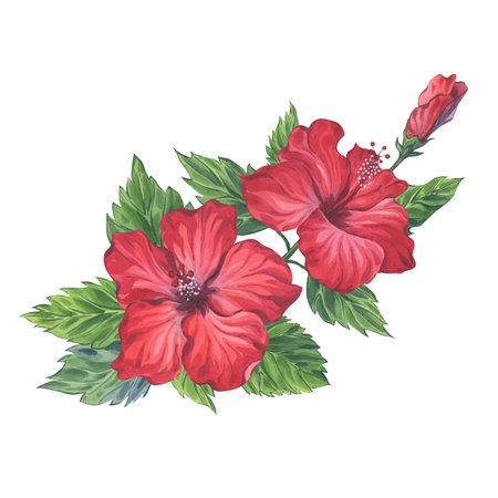 Watercolor composition of hibiscus branch with red flowers and green leavesの写真素材