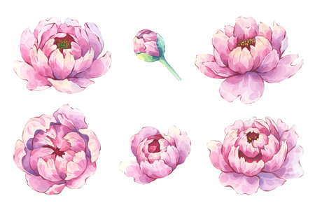 Peony flowers and buds watercolor setの写真素材